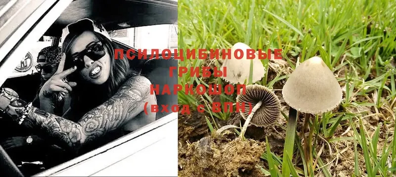 магазин продажи наркотиков  Беломорск  Псилоцибиновые грибы MAGIC MUSHROOMS 